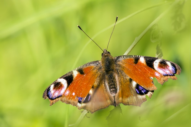 Mariposa multicolor de cerca