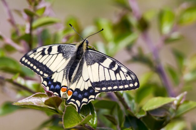 Mariposa multicolor de cerca