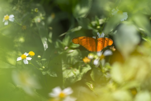 Mariposa naranja sentada en flor