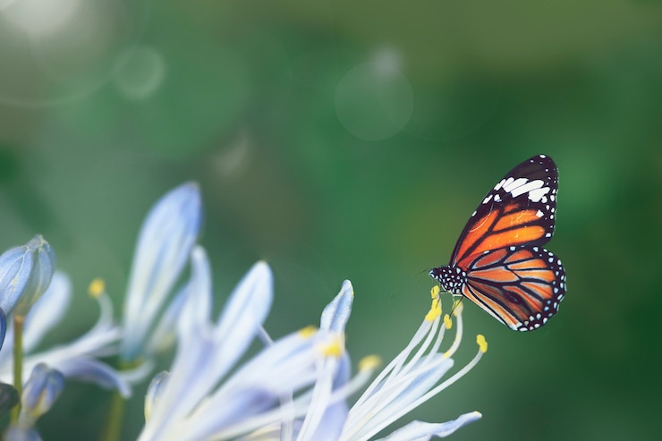 Foto gratuito mariposa en la naturaleza