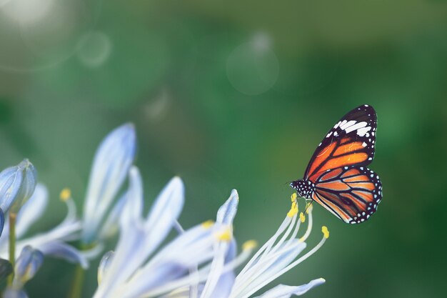 Mariposa en la naturaleza