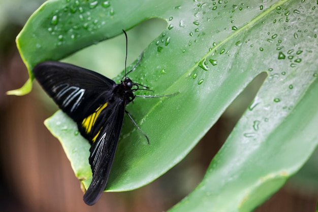 Foto gratuita mariposa negra de alto ángulo en hoja