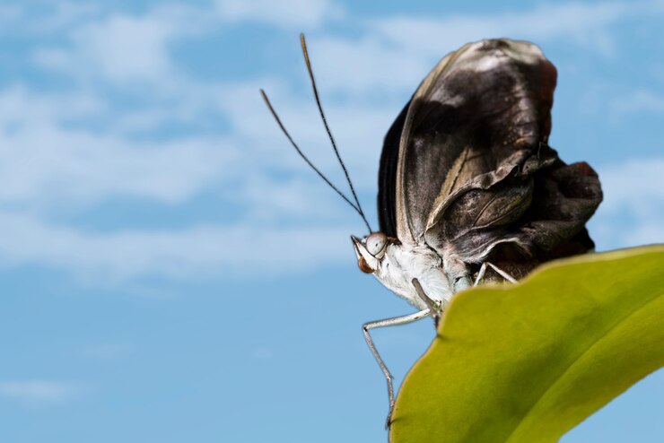 Foto gratuito mariposa negra con fondo de cielo