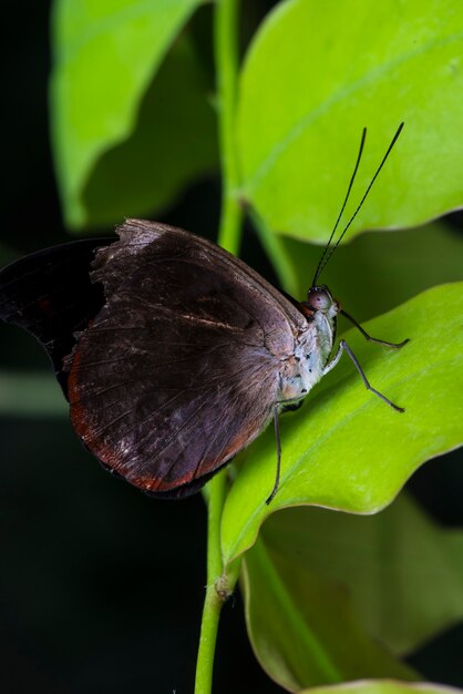 Mariposa negra en su hábitat natural.