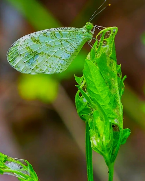 Mariposa o polilla verde rara