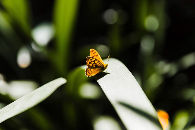 Mariposa pequeña amarilla en la hoja verde en luz del sol