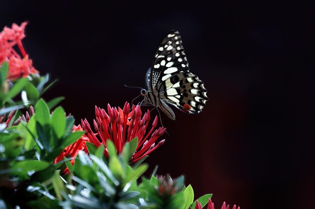 Mariposa posada sobre flor chupando miel