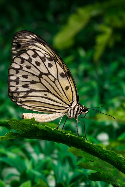 Mariposa que se sienta en la hoja con el fondo del follaje