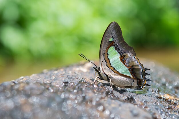 mariposa en una roca