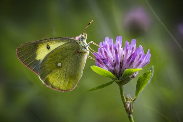 Mariposa sentada en flor morada