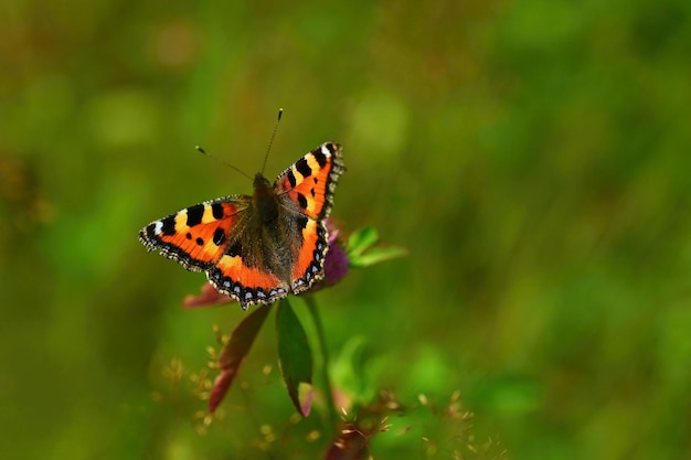 Foto gratuita una mariposa sobre un cardo hermoso fondo de color natural