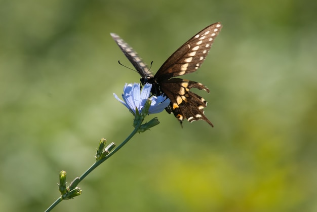 Mariposa sobre una flor azul