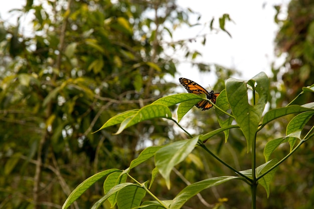 Mariposa sobre una hoja