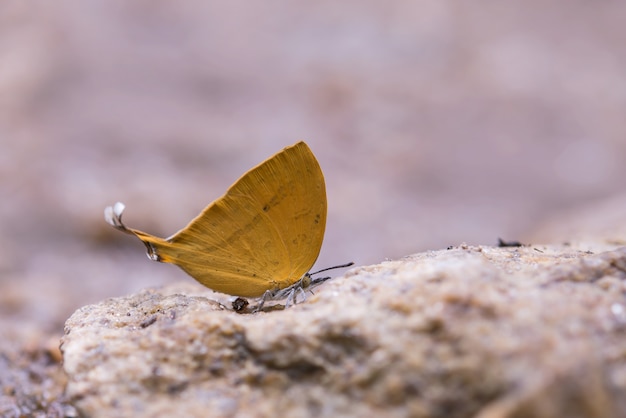 Mariposa