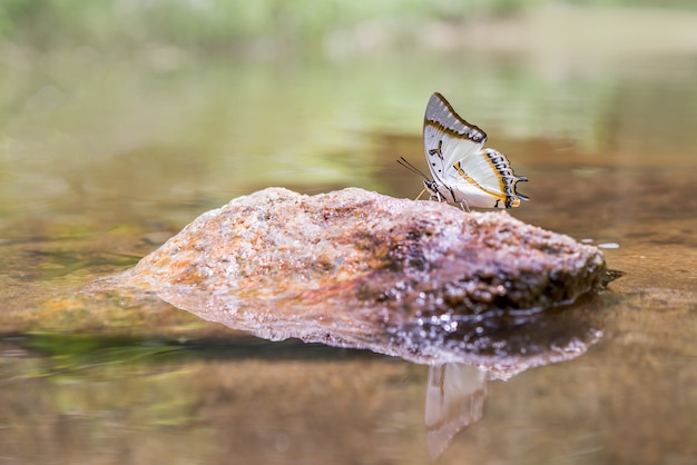 Foto gratuita mariposa