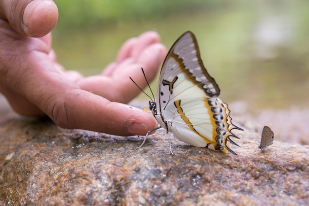 Foto gratuita mariposa