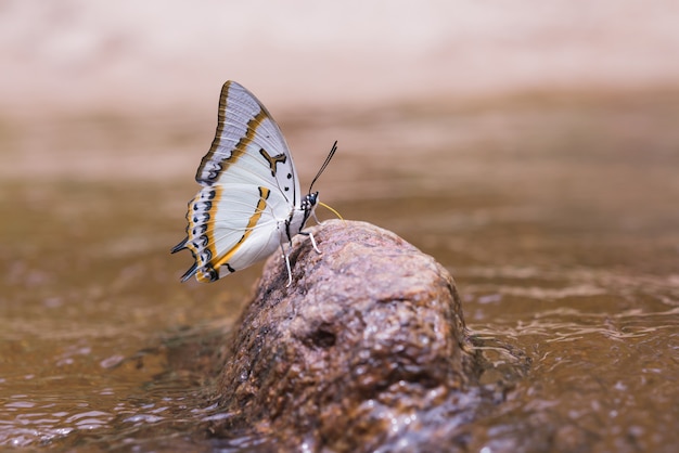 Foto gratuita mariposa