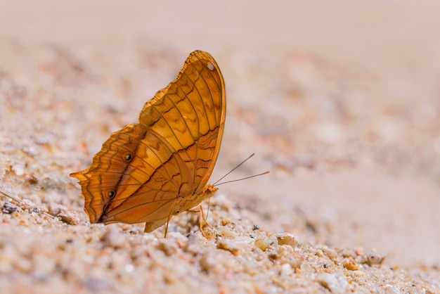 Mariposa