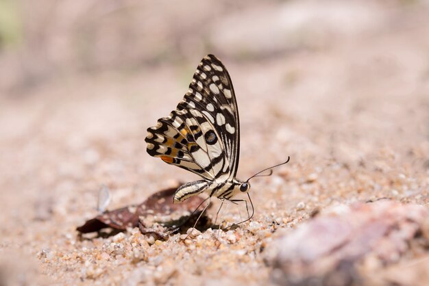 Mariposa