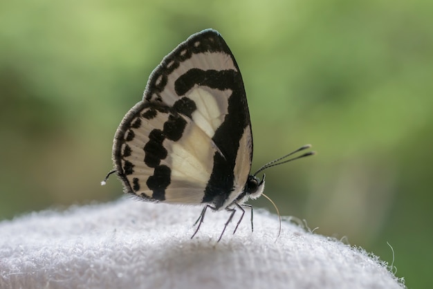 Foto gratuita mariposa