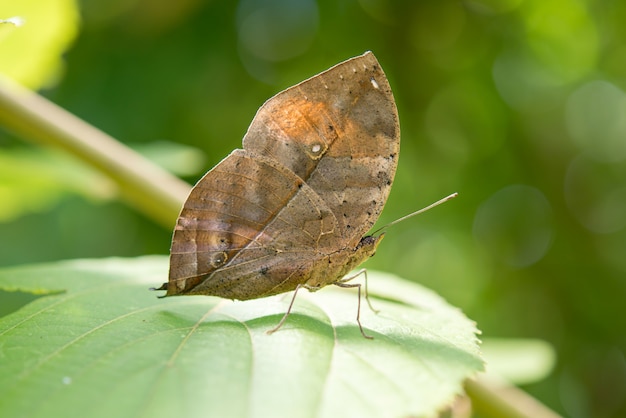 Mariposa