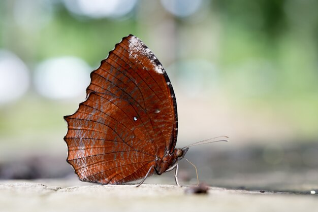 Mariposa