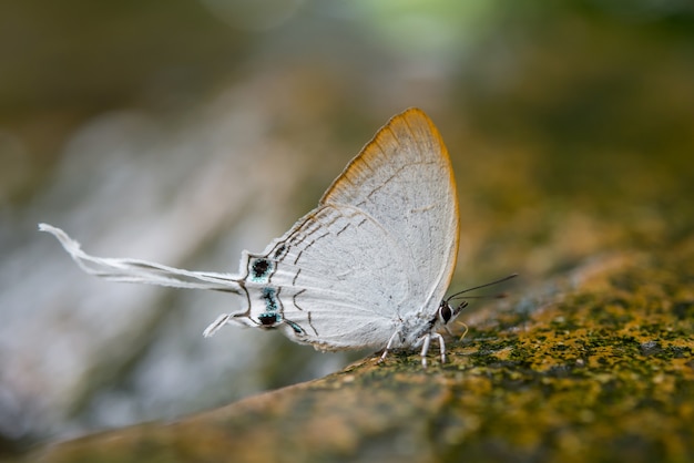 Foto gratuita mariposa