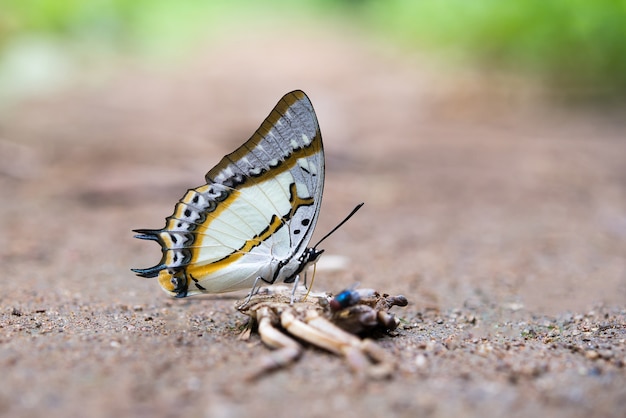 Mariposa