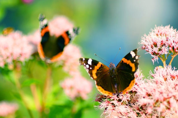 Mariposas con las alas abiertas