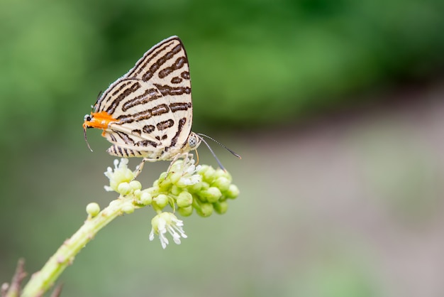 Mariposas y flores