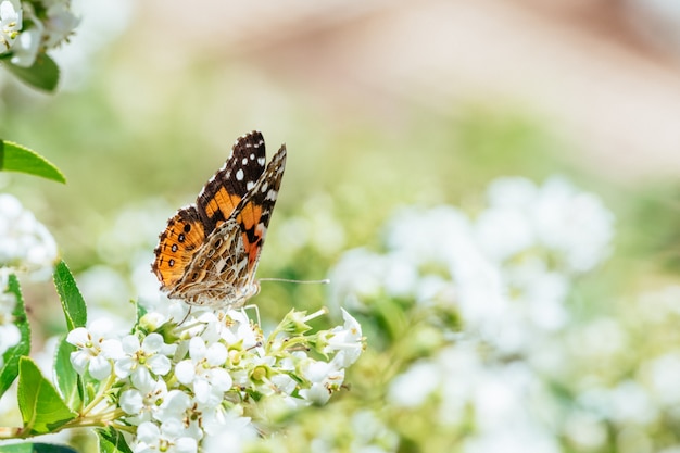 Mariposas y flores