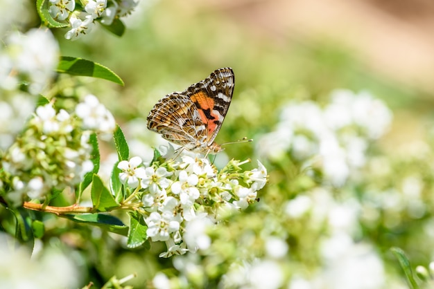 Mariposas y flores