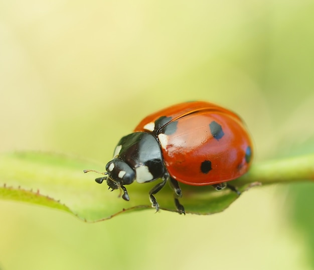 Mariquita escarabajo