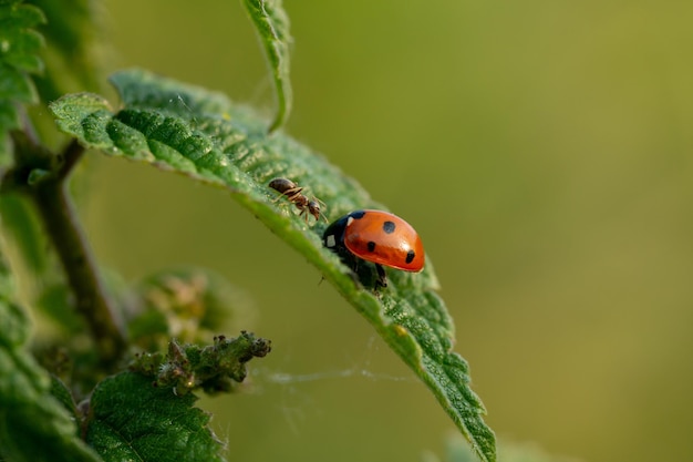 Mariquita y una hormiga en la hoja de la planta sobre un fondo verde