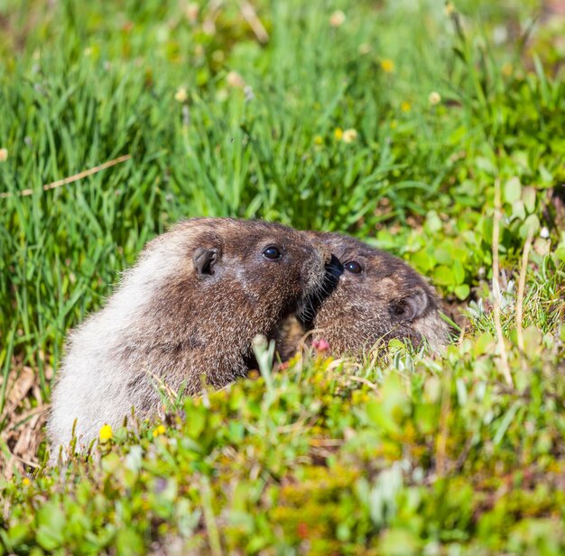 Marmota