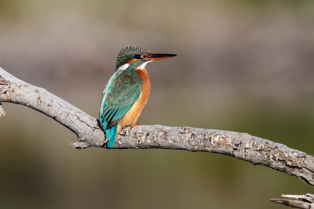 Martín pescador común hembra invernada Alcedo atthis