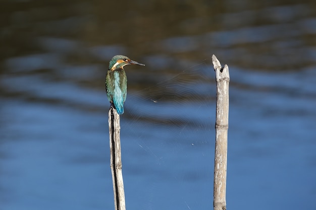 Martín pescador común invernada alcedo atthis