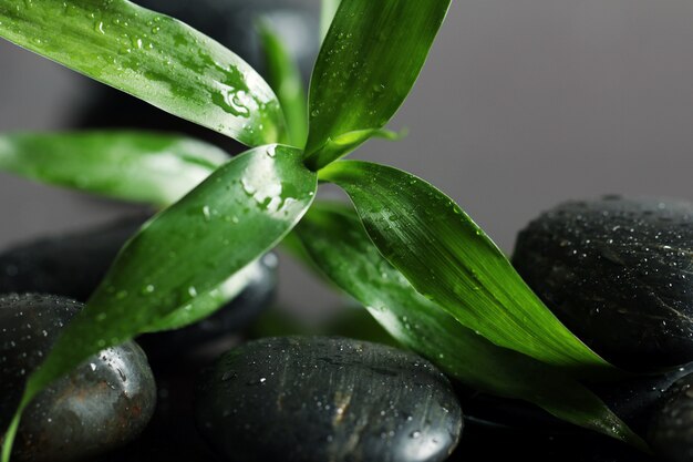 Masaje de piedras y hojas de bambú