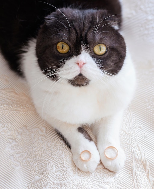 Mascota con anillos en las patas