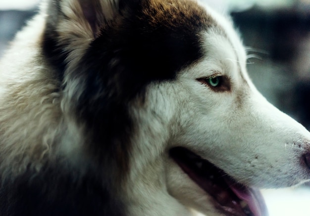 Foto gratuita mascota de mamífero husky siberiano