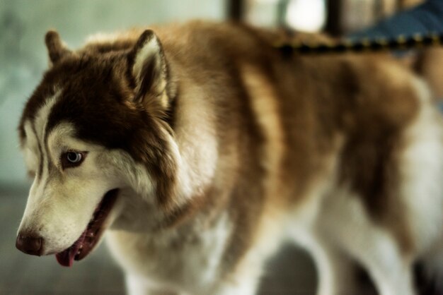 Mascota de mamífero husky siberiano