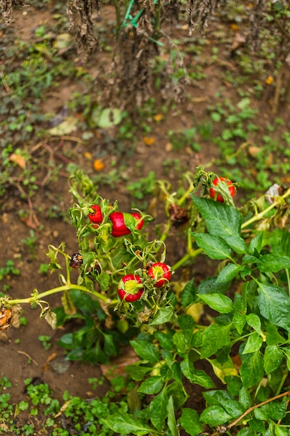 Mata de pimientos rojos