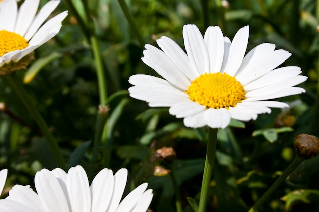 Foto gratuita mayweed flores floreciendo en un jardín.