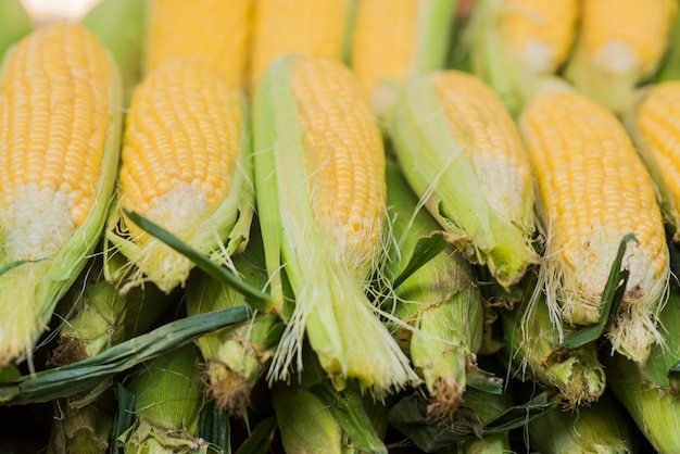 Mazorca de maíz entre las hojas verdes. Maíz fresco dulce en el mercado de los agricultores. Detalle de maíz hervido dulce en el mercado