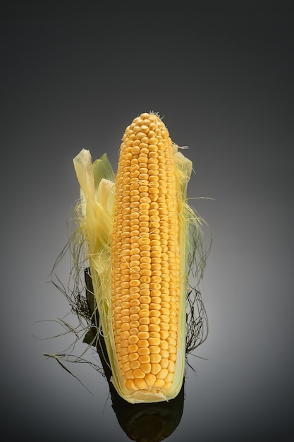Mazorca de maíz maduro aislado sobre fondo oscuro con reflejo de la mazorca. Alimentos o producción útiles para la cría de animales y el combustible ecológico.