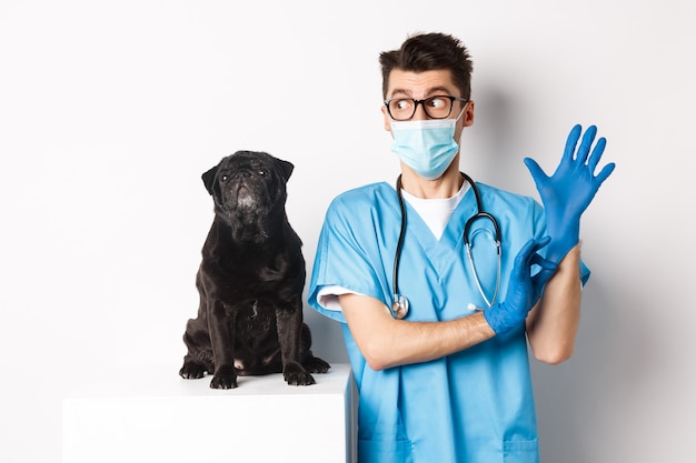 Médico veterinario alegre con guantes de goma y máscara médica, examinando lindo perro pug negro, de pie sobre fondo blanco.