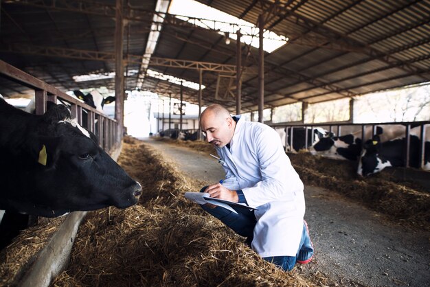 Médico veterinario de animales en la granja de ganado comprobando la salud de las vacas