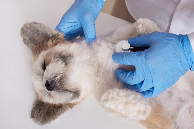 Médico veterinario y cachorro pequinés