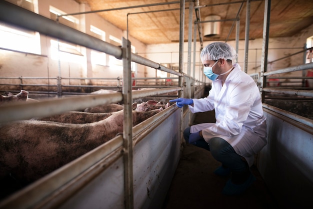 Médico veterinario examinando cerdos en la granja porcina