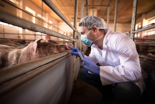 Médico veterinario listo para dar una inyección de medicina a un cerdo en la granja